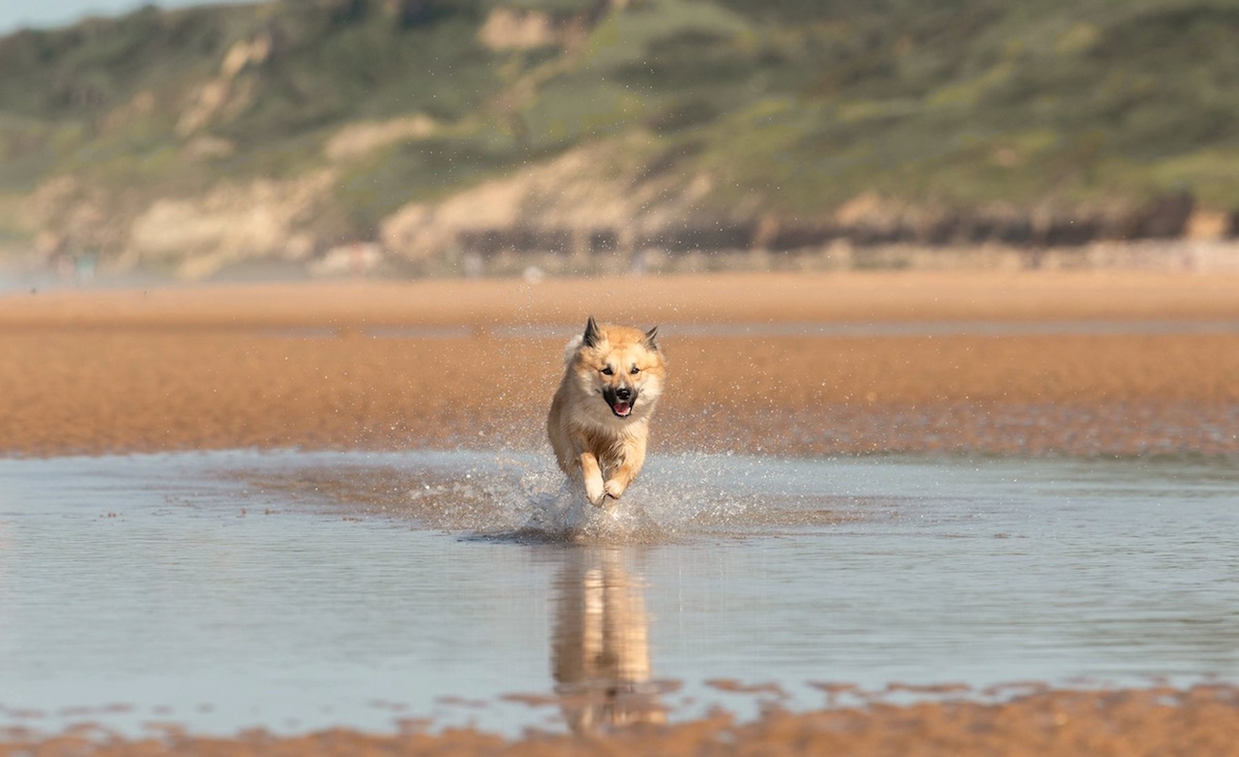 Un chien court dans l'eau au bord d'une plage bretonne