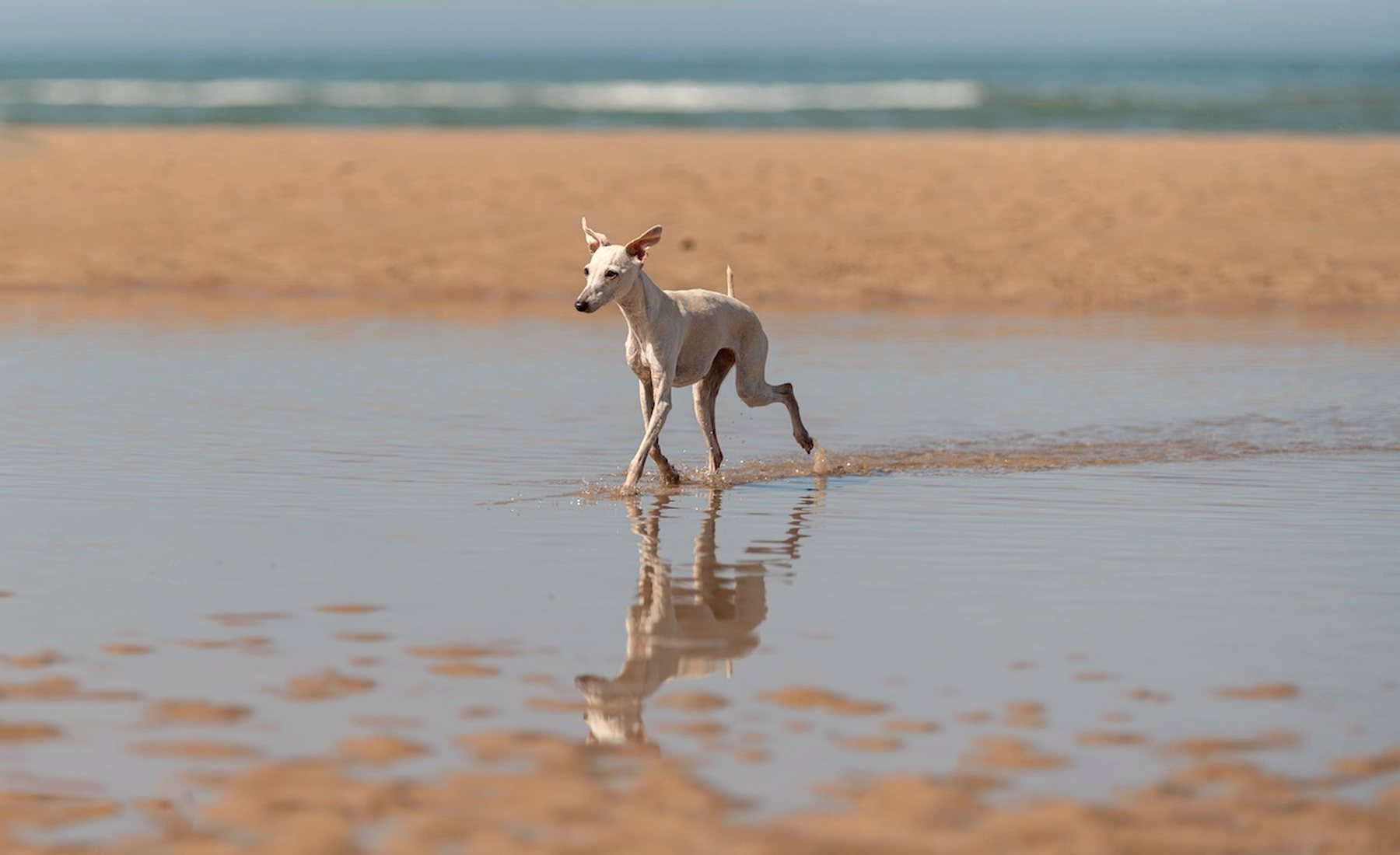 Un lévrier marche dans l'eau sur une plage du Finistère