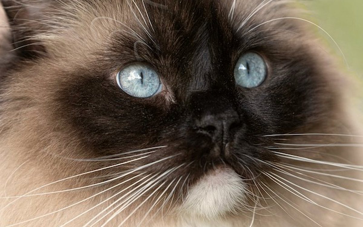Portrait rapproché d'un chat aux yeux clairs
