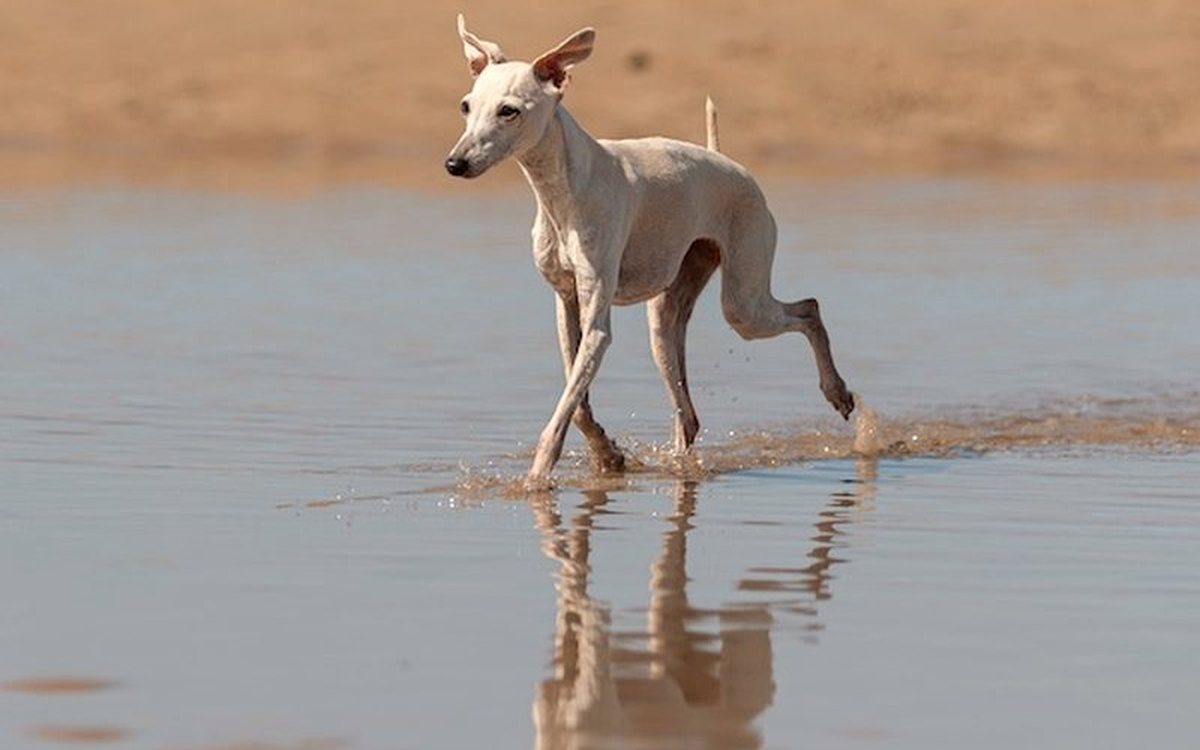 Un chien marche dans l'eau sur une plage du Finistère Nord