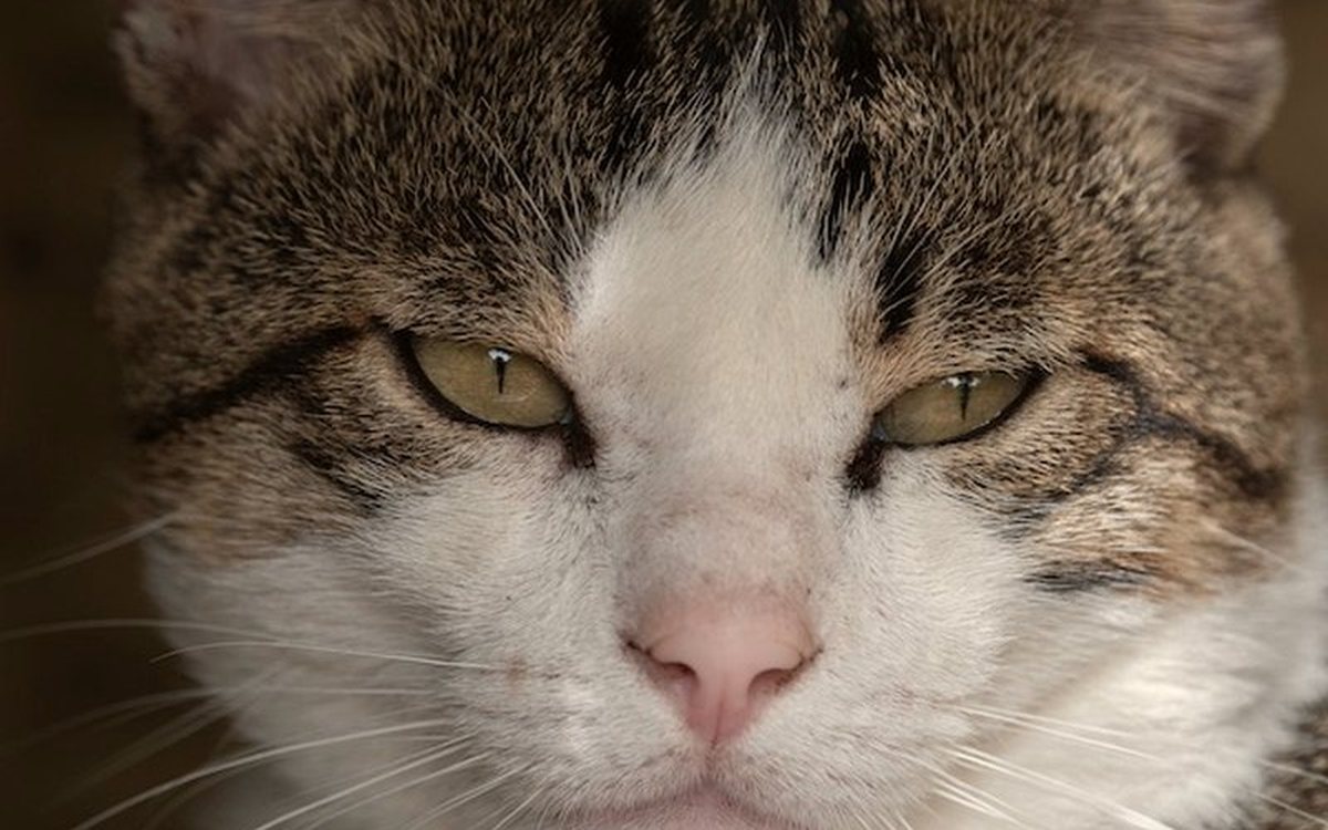 Portrait rapproché d'un chat âgé au regard calme