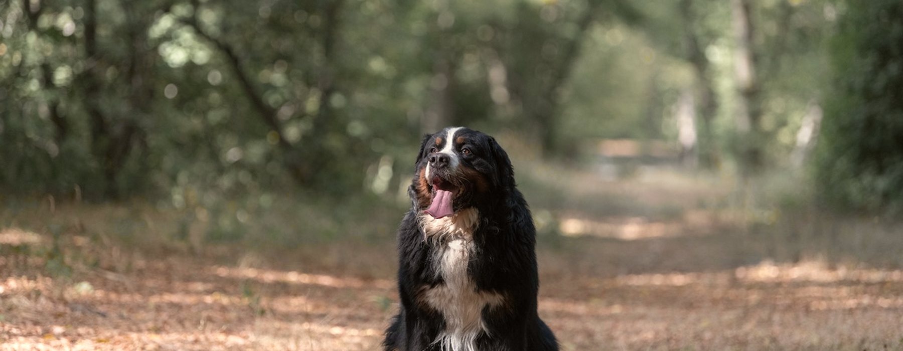 Un chien assis sur un chemin forestier