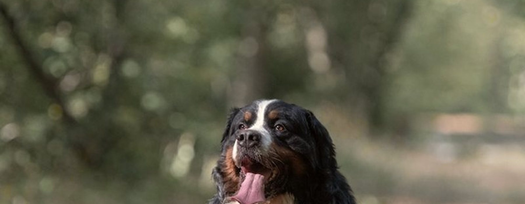 Un chien assis sur un chemin forestier