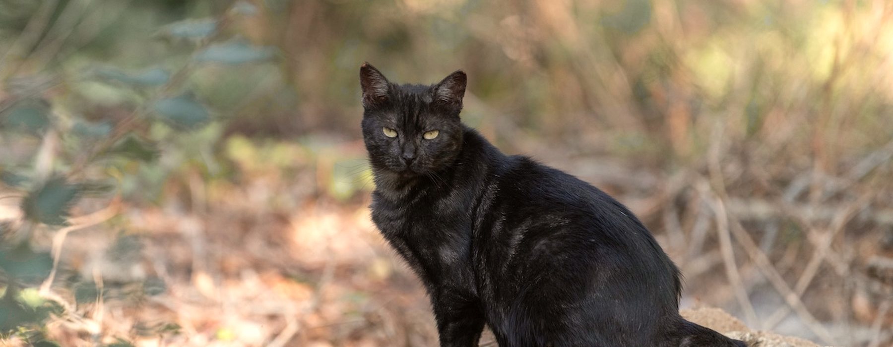 Un chat noir dans un sous-bois