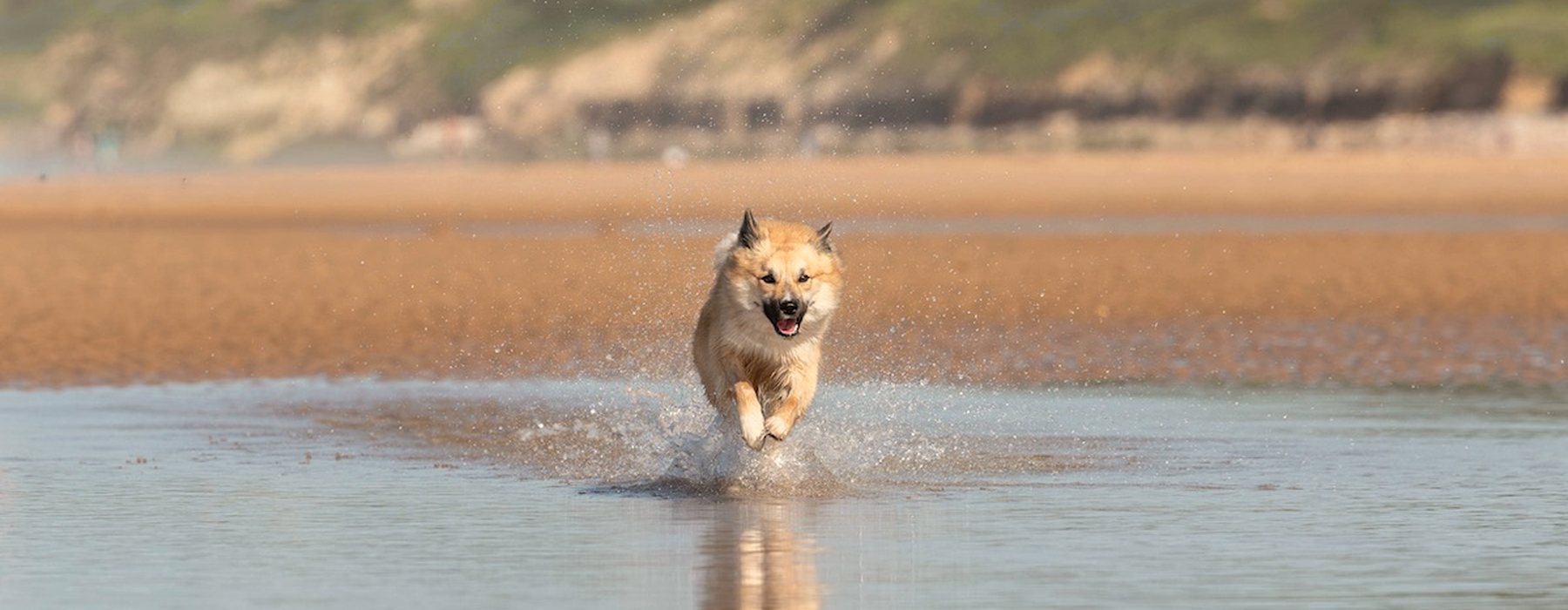 Un chien court dans l'eau sur une plage bretonne
