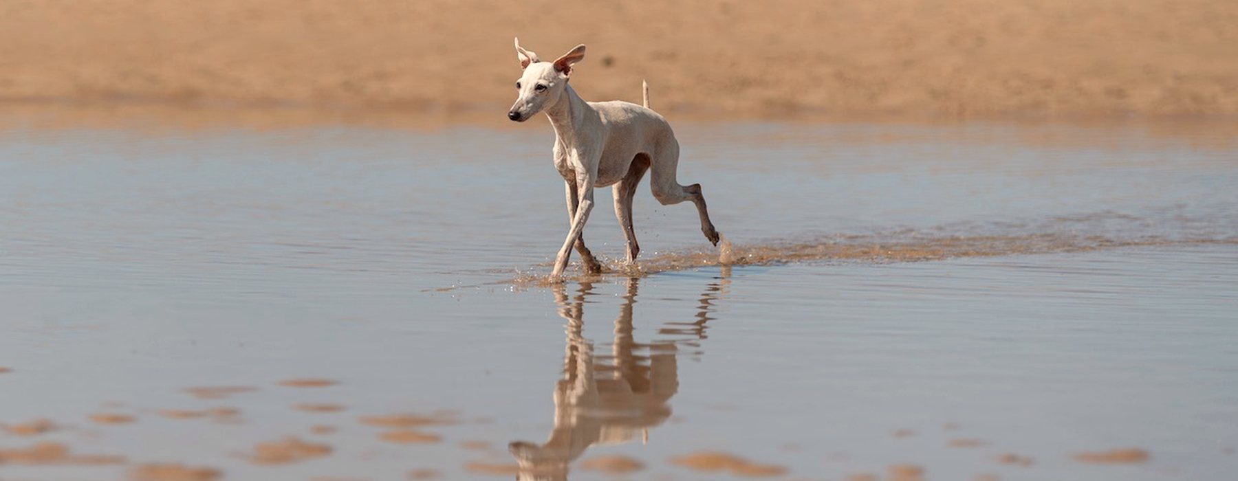 Un lévrier marche dans l'eau