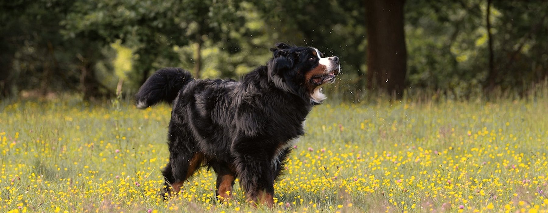 Un bouvier bernois dans un pré fleuri
