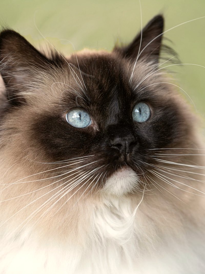 Portrait d'un chat sacré de Birmanie