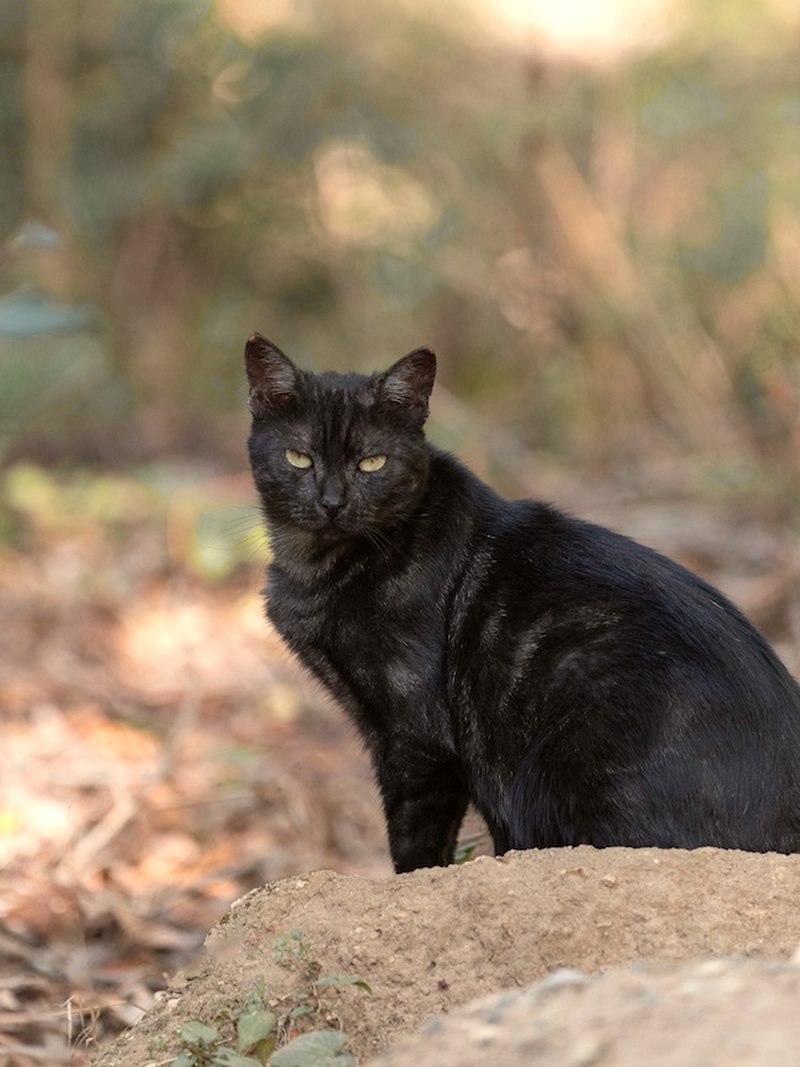 Chat noir dans un sous-bois