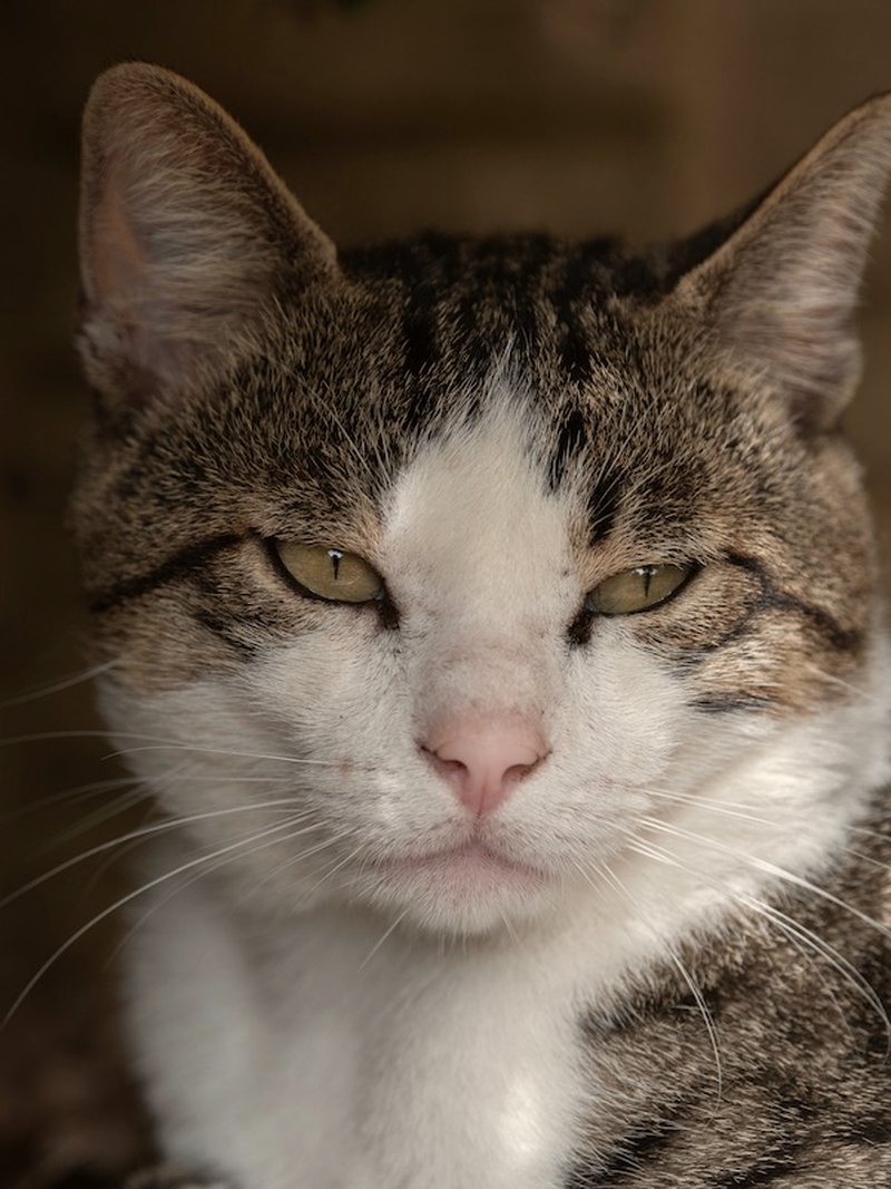 Portrait d'un chat âgé