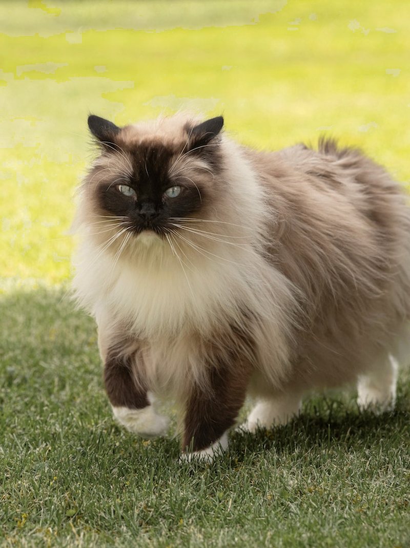 Chat qui marche dans l'herbe