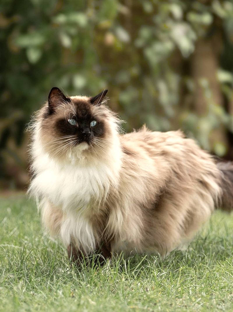 Chat sacré de Birmanie dans un jardin