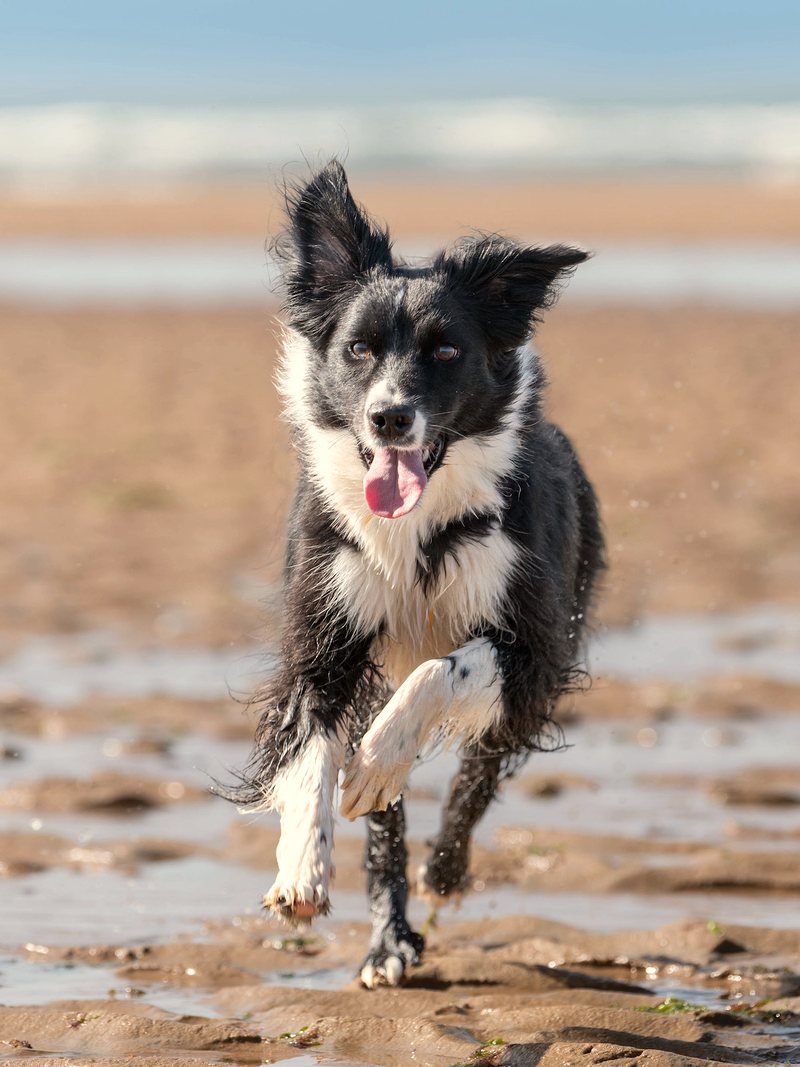 Border collie qui court sur la plage