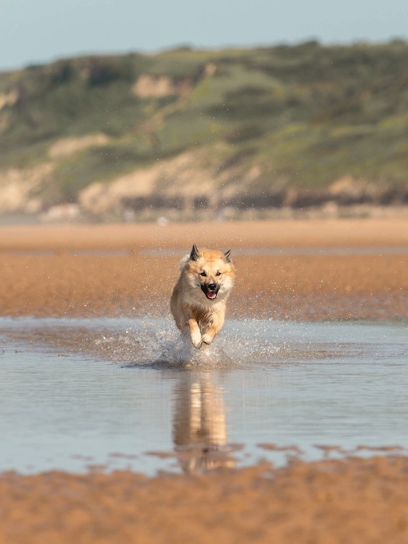 Chien qui court dans l'eau
