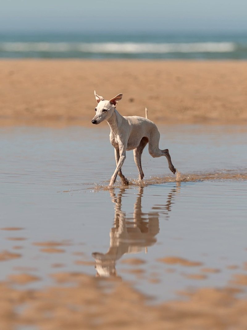 Plage à marée basse