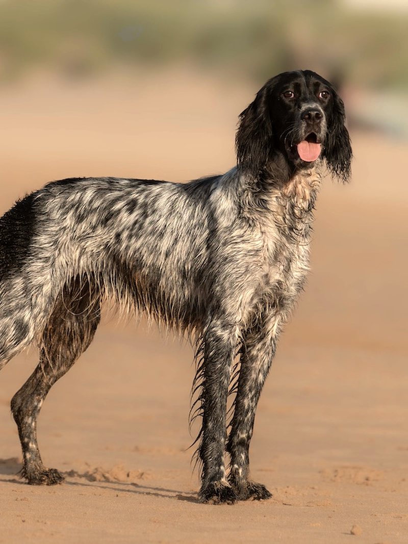 Épagneul breton sur le sable