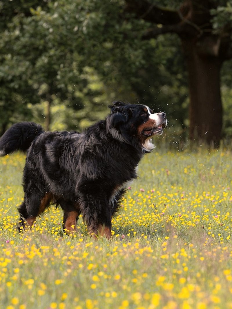 Prairie en fleurs