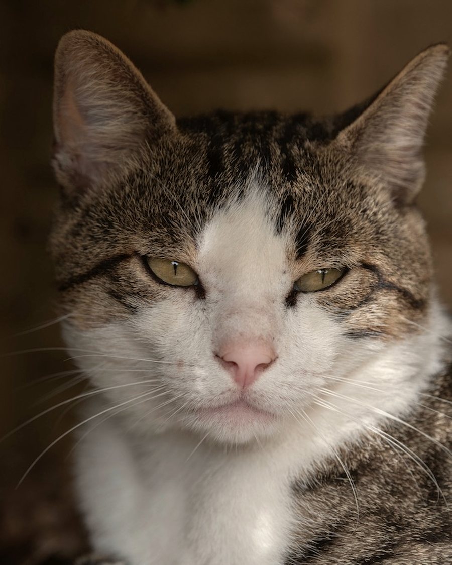 Portrait d'un chat âgé