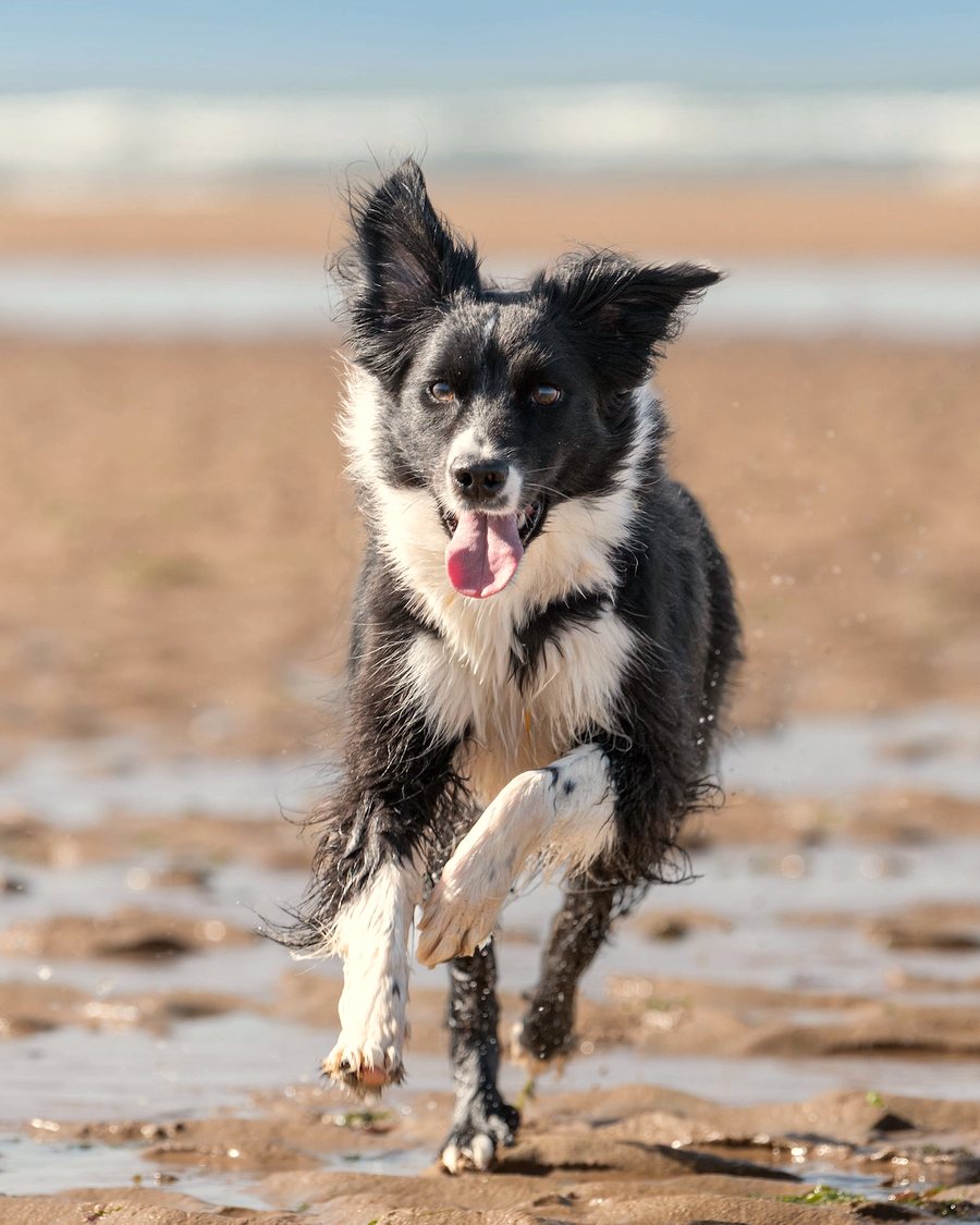 Un border collie court sur le sable