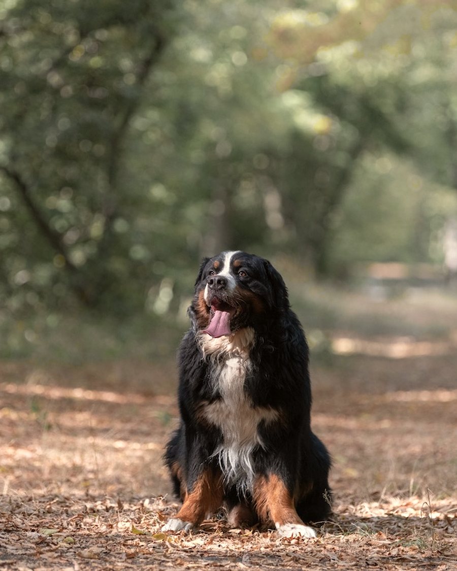 Un bouvier bernois assis sur un chemin forestier